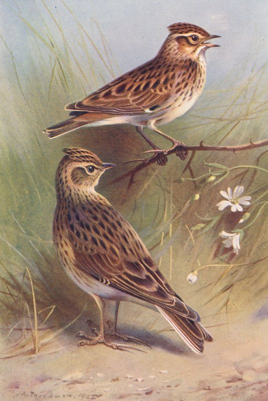 Wood-Lark, Sky-Lark (farvelitografi) af Archibald Thorburn