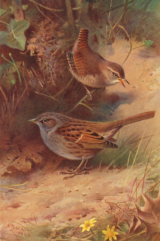 Gærdesmutte, hækspurv (farvelitografi) af Archibald Thorburn