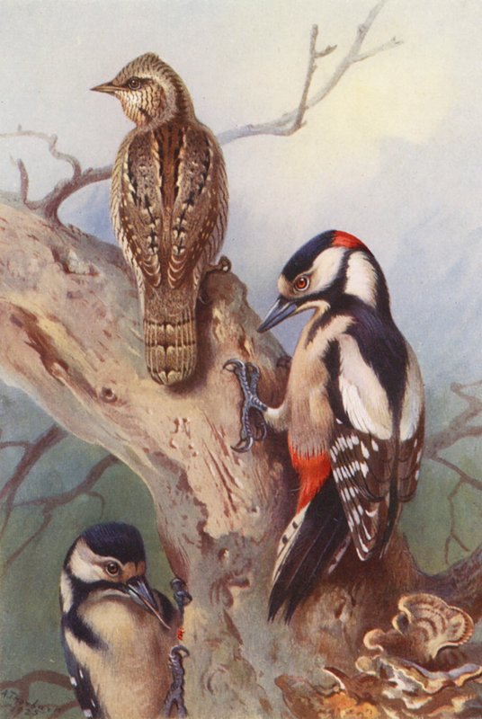 Vendehals, sortspætte (han og hun) (farvelitografi) af Archibald Thorburn