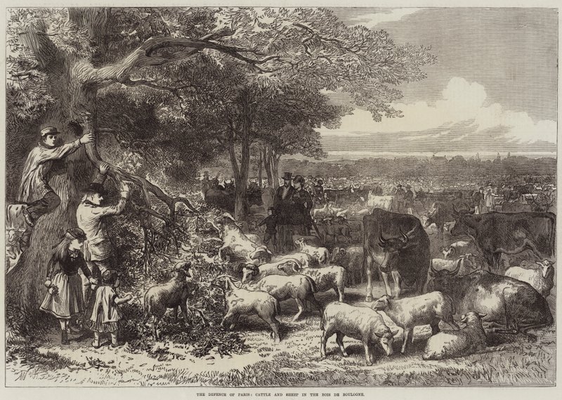 Forsvaret af Paris, kvæg og får i Bois de Boulogne af Arthur Hopkins