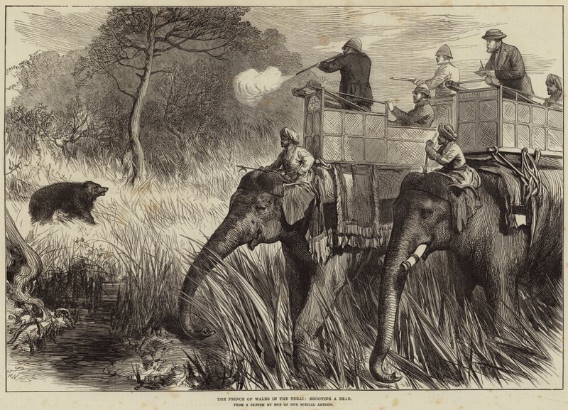 Prinsen af Wales i Terai skyder en bjørn af Arthur Hopkins