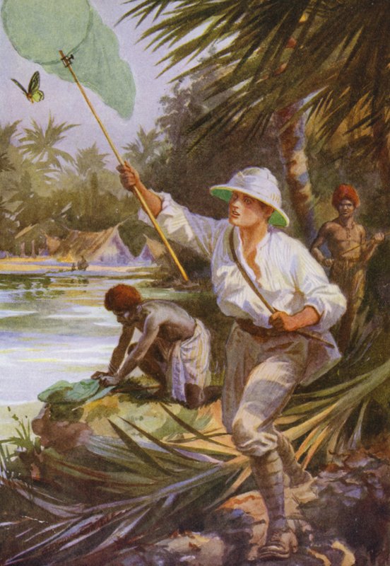 Smukke sommerfugle: En samler på arbejde i New Guinea (farve litho) af Arthur Twidle
