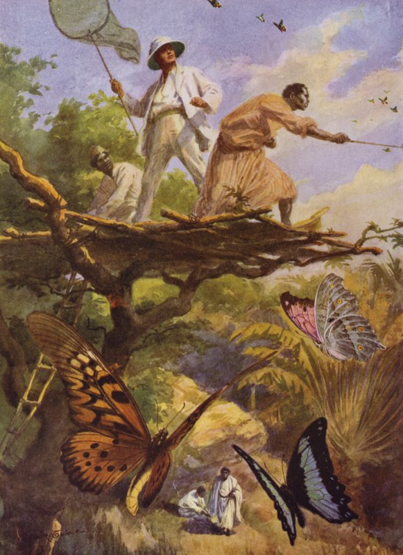 Smukke sommerfugle: At fange Urania Rhiphoeus på Madagaskar (farve litho) af Arthur Twidle