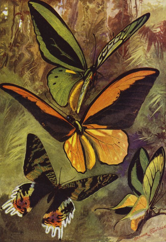 Smukke sommerfugle: Ornithoptere eller fuglevingesommerfugle og Urania Rhipheus (farve litho) af Arthur Twidle