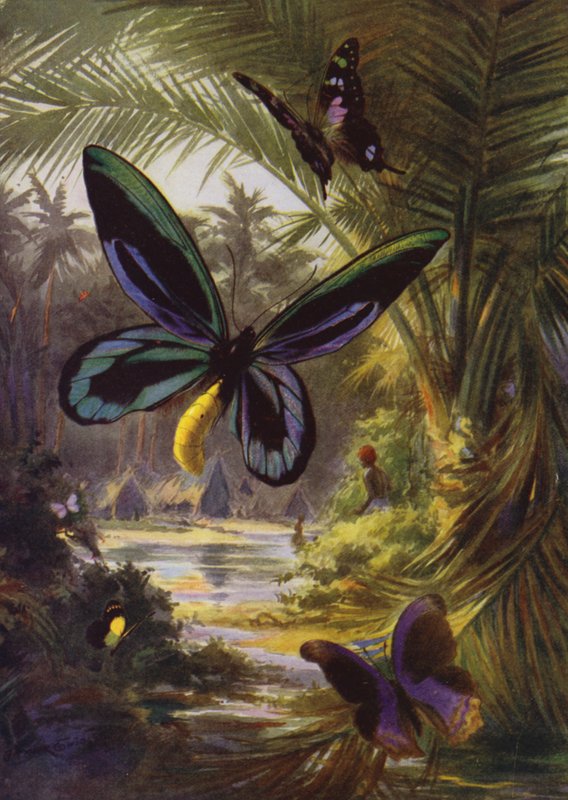 Smukke sommerfugle: Troides Alexandrae, den største af alle sommerfugle (farve litho) af Arthur Twidle