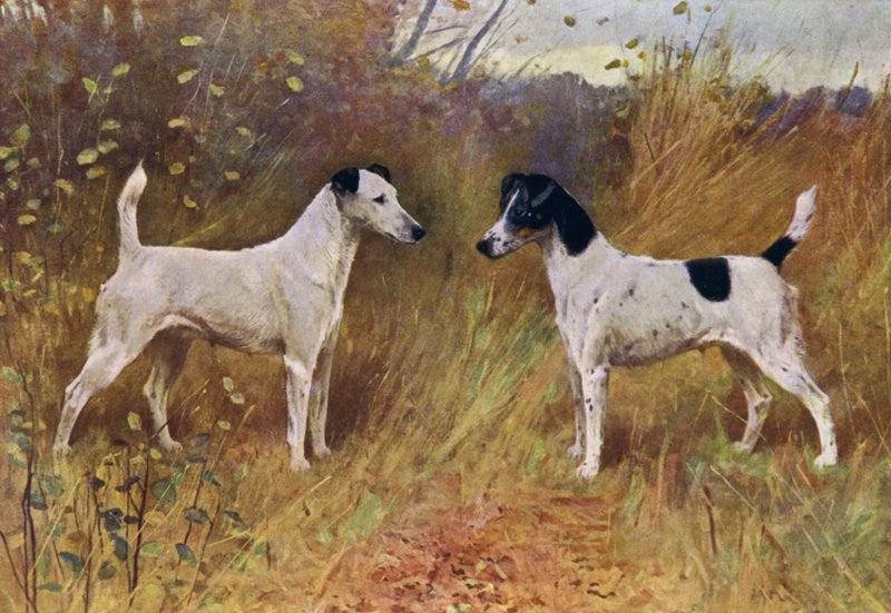 Rival Beauties, Champion Donna Fortuna og Champion Hertuginde af Durham (farve litho) af Arthur Wardle