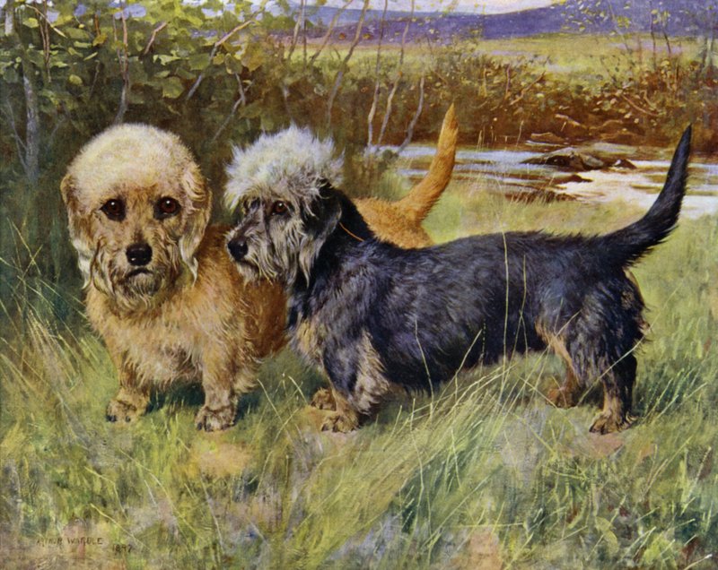 Dandie Dinmont Terriers, Ch Blacket House Yet, Mustard og Ch Ancrum Fanny, Pepper (farve litho) af Arthur Wardle