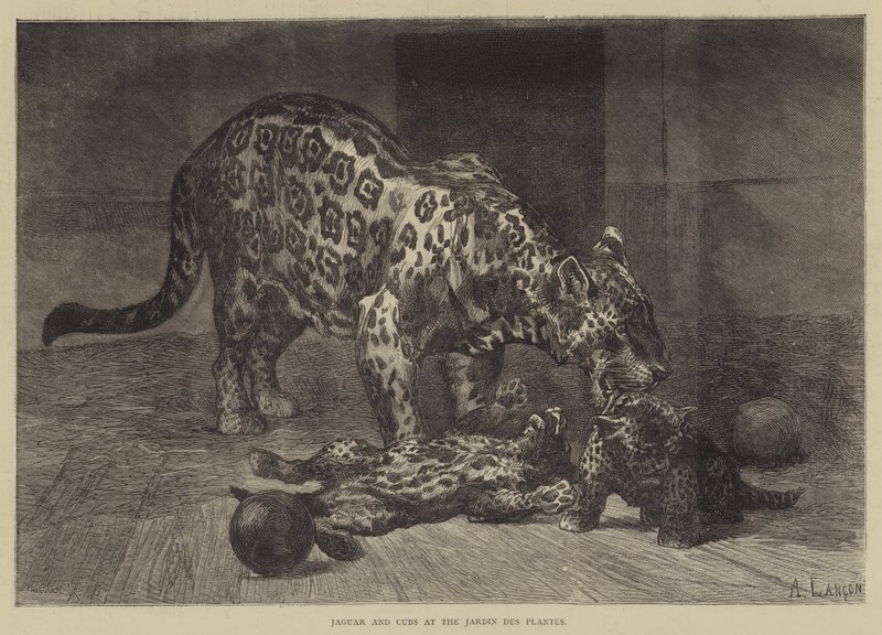 Jaguar og unger på Jardin des Plantes af Auguste Andre Lancon