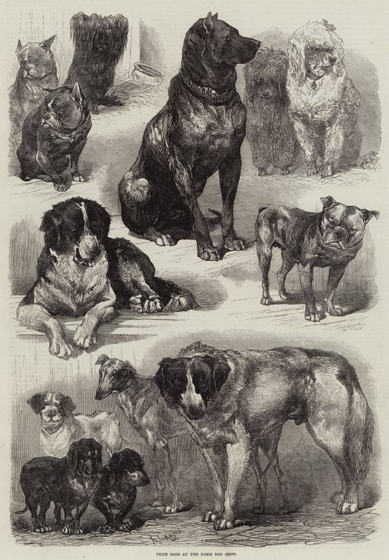 Præmiehunde ved Paris Dog Show af Auguste Andre Lancon