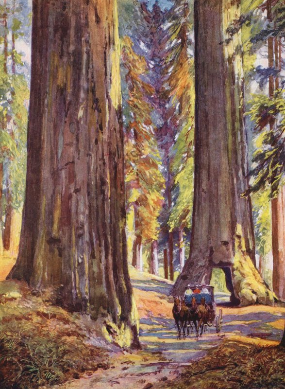 Kæmpetræer i Californien, USA (farvelitografi) af Auguste Gerardin
