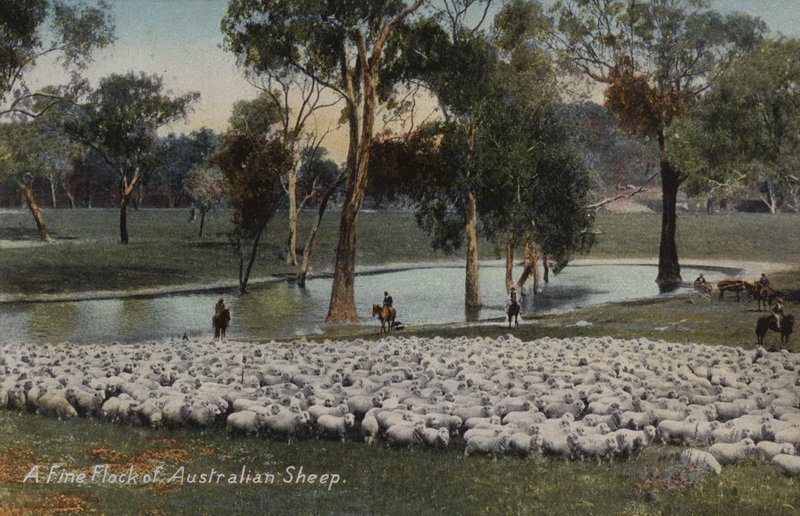 En fin flok australske får af Australian Photographer