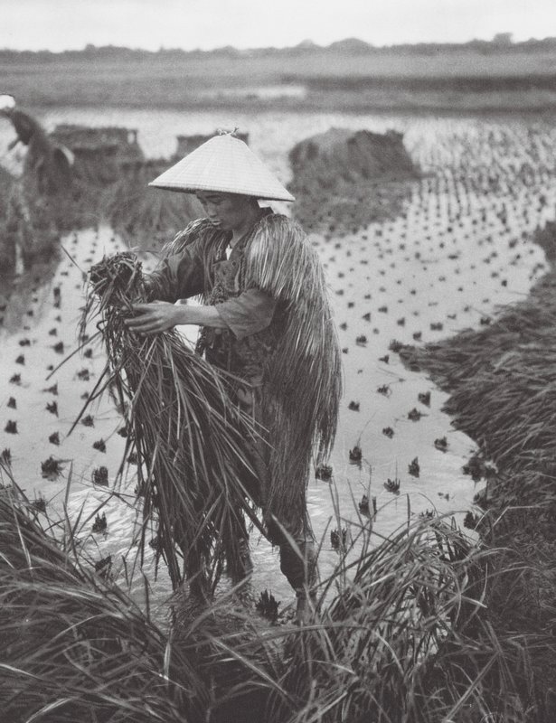 Japan: Rishøst nær Niigata (s/h-foto) af Axel von Graefe