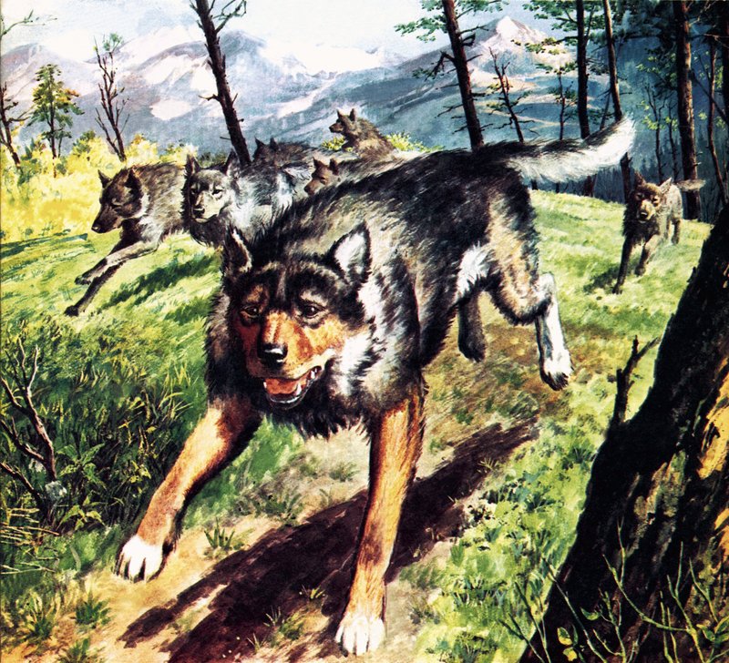 The Call of the Wild, baseret på romanen af Jack London af Barrie Linklater