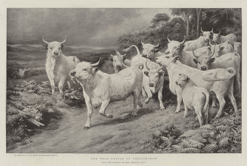 Det vilde kvæg i Chillingham af Basil Bradley