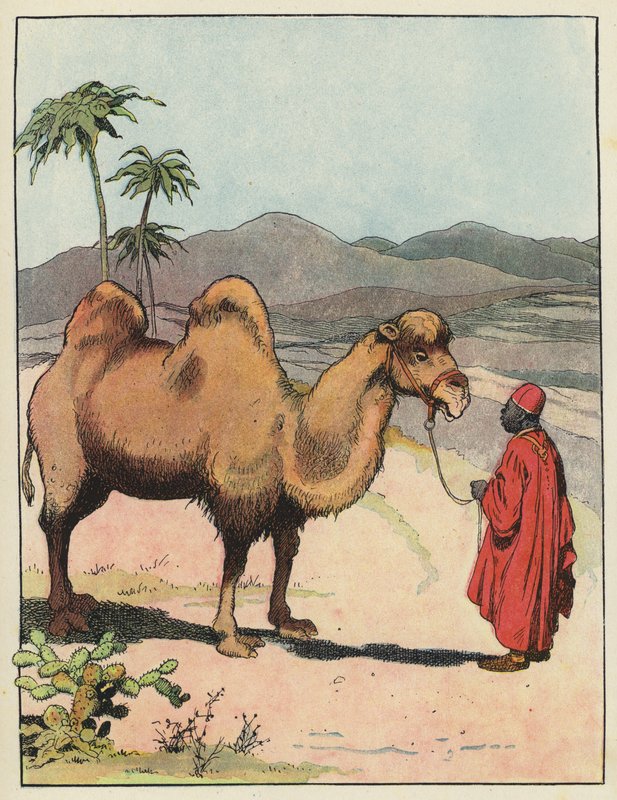 Baktriske kameler af Benjamin Rabier