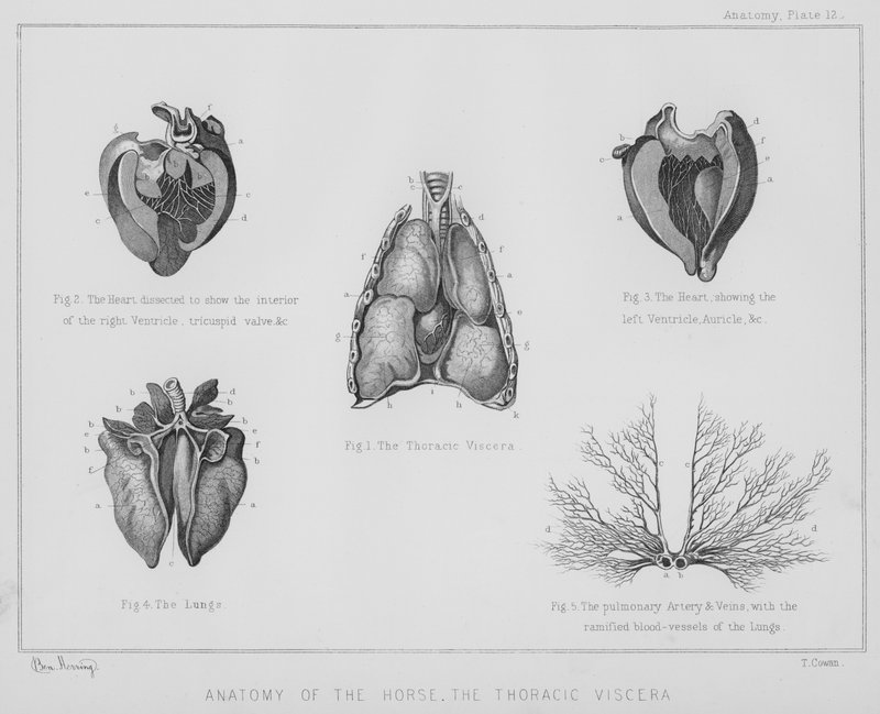 Hestens anatomi, thorax indvolde (litho) af Benjamin Herring