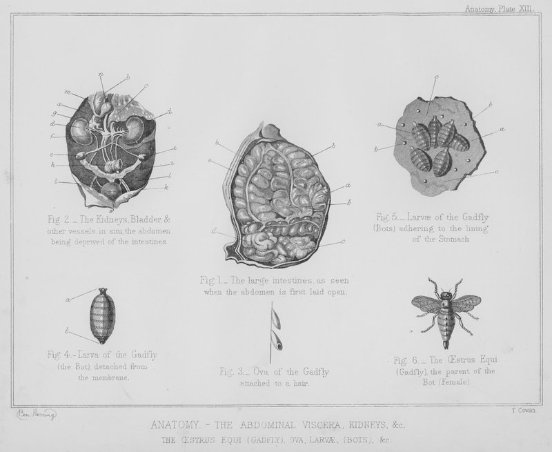 Anatomi, de abdominale indvolde, nyrerne osv., brunst equi, gadfly, æg, larver, bots osv. (litho) af Benjamin Herring