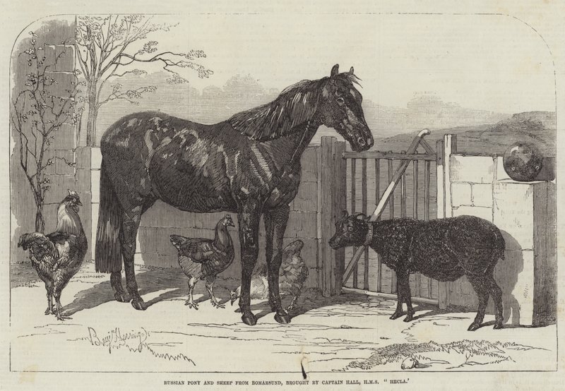 Russisk Pony og Får fra Bomarsund, medbragt af Kaptajn Hall, HMS Hecla af Benjamin Herring