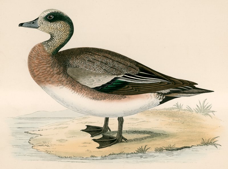 American Wigeon af Beverley R. Morris