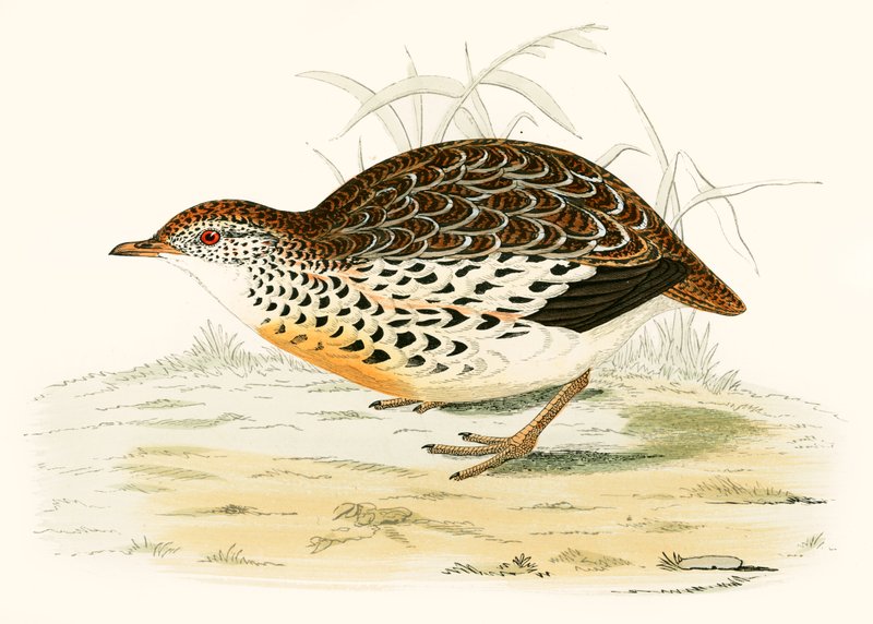 Andalusiske vagtler af Beverley R. Morris