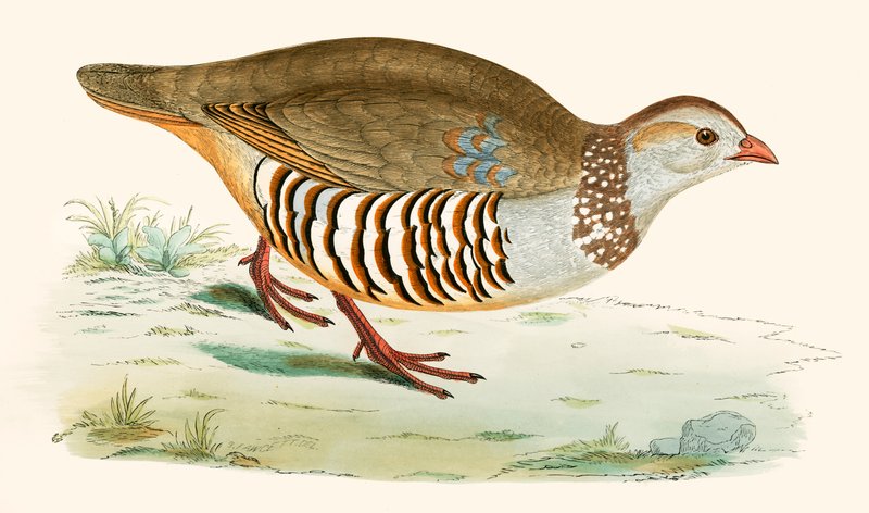 Barbary Partridge af Beverley R. Morris