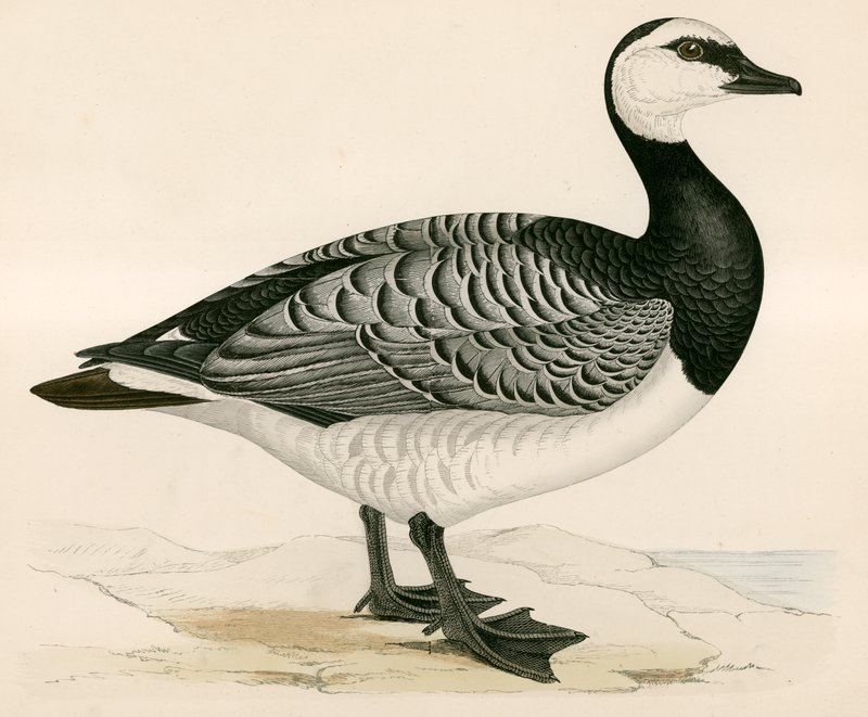 Bernicle Goose af Beverley R. Morris