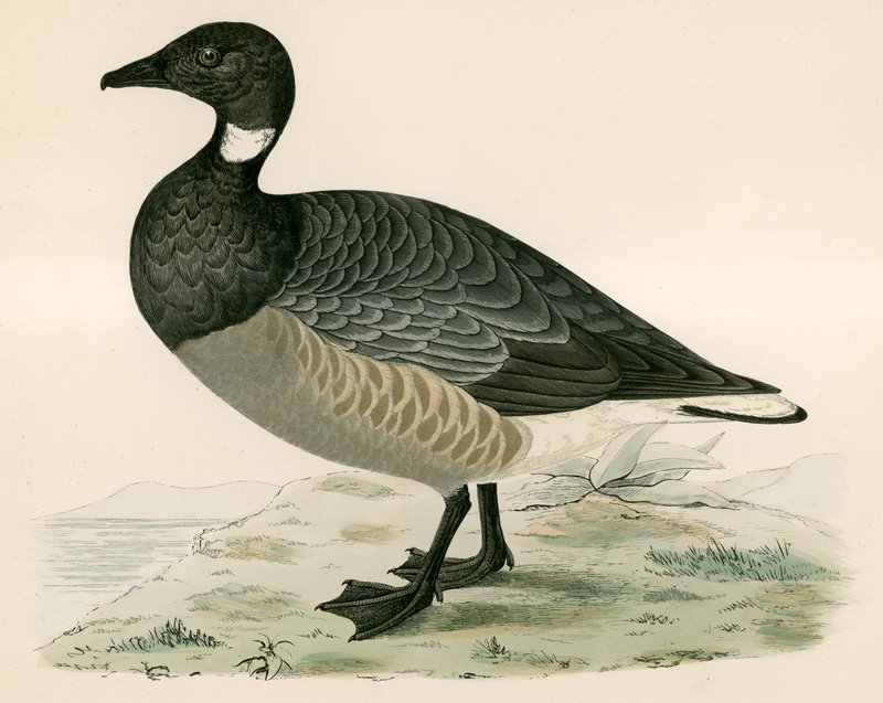 Brent Goose af Beverley R. Morris