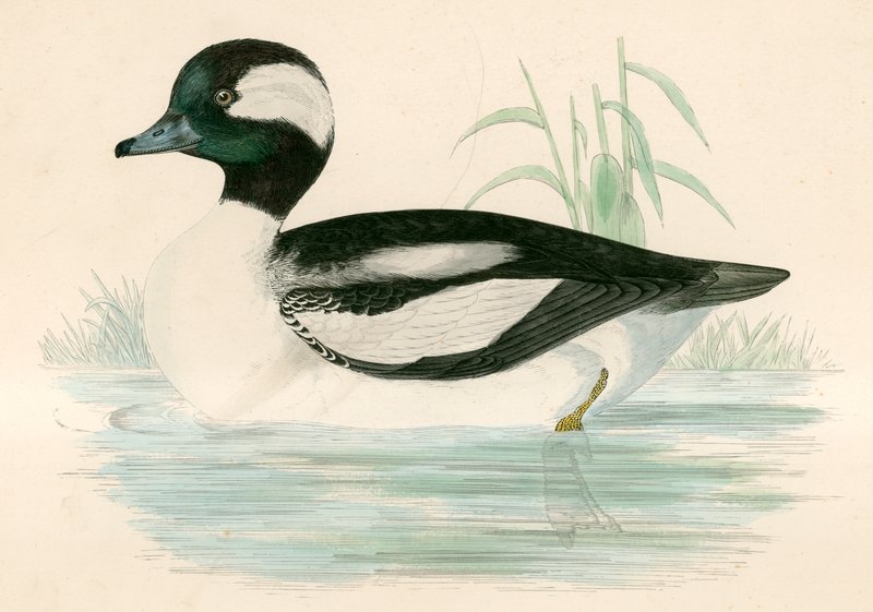 And med buffelhoved af Beverley R. Morris