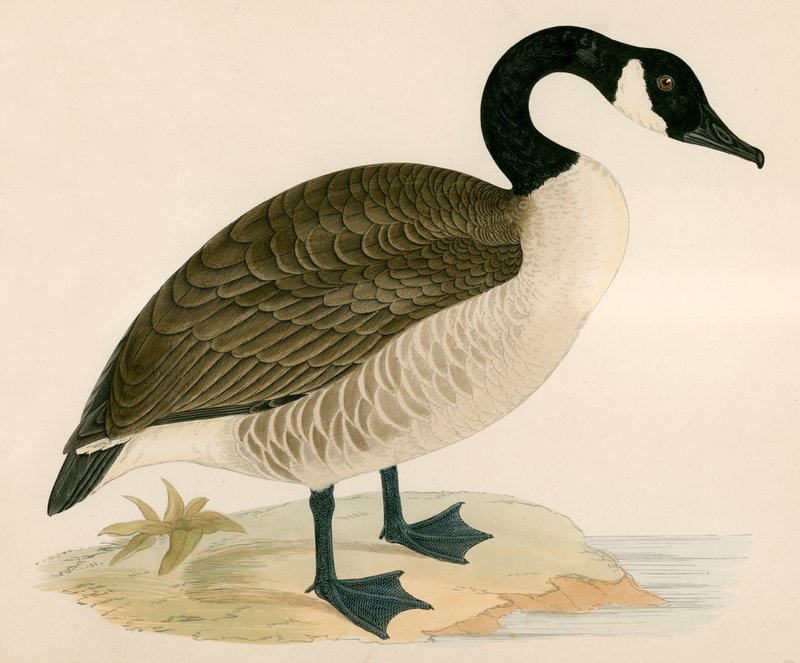 Canada Goose af Beverley R. Morris