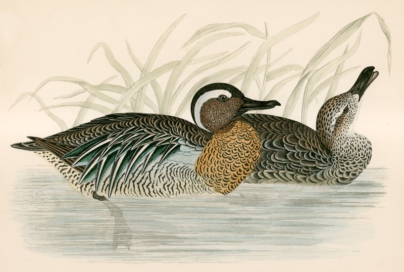 Garganey Teal af Beverley R. Morris