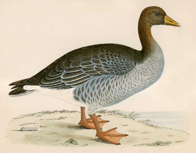 Grå Laggås af Beverley R. Morris