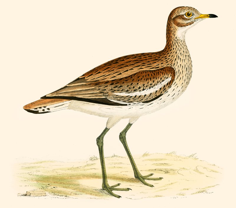 Stor Plover af Beverley R. Morris