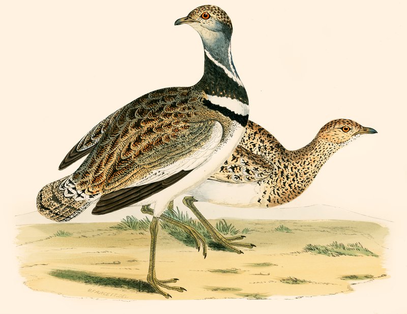 Lille Bustard af Beverley R. Morris