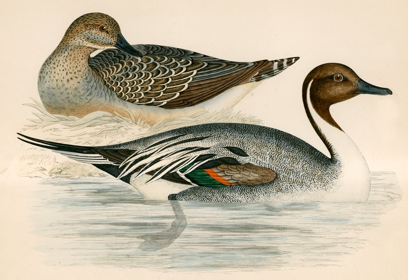 Pintail Duck af Beverley R. Morris