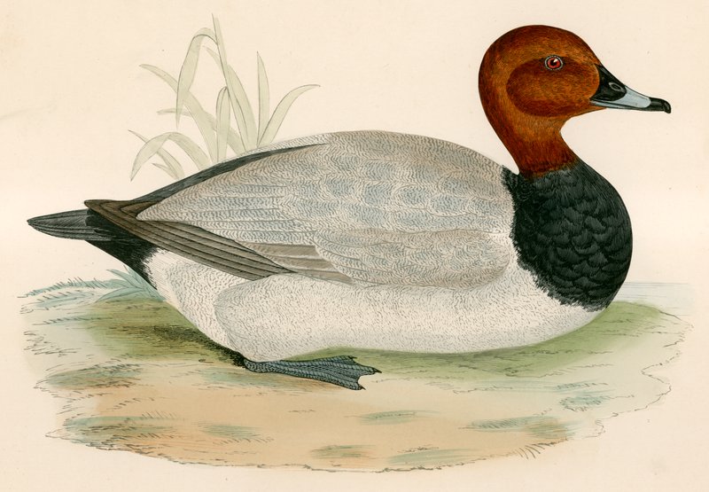 Pochard af Beverley R. Morris