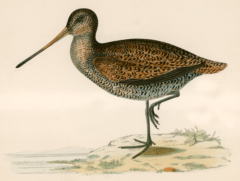 Sabines Snipe af Beverley R. Morris