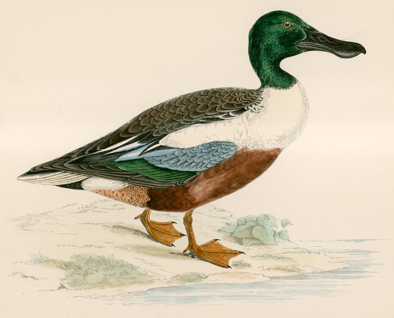 Skovler af Beverley R. Morris