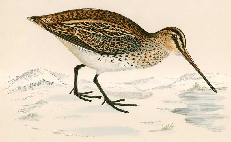 Snipe af Beverley R. Morris