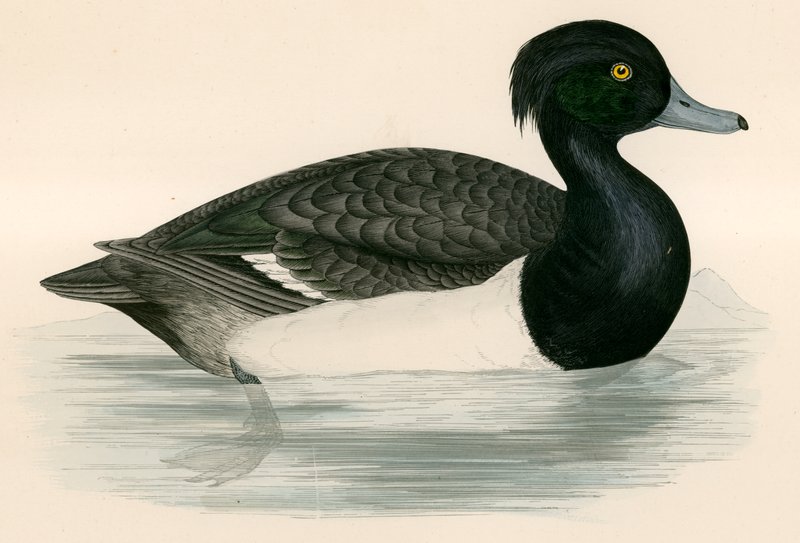 Tuted Duck af Beverley R. Morris