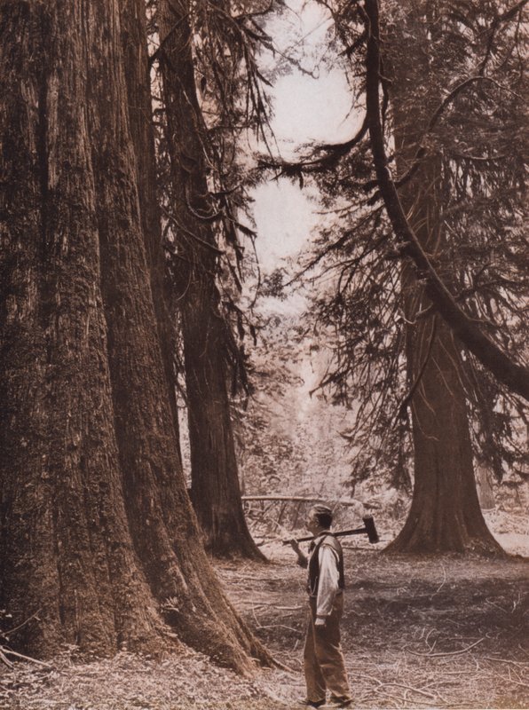 Douglasgraner, British Columbia, Canada (s/h-foto) af Canadian Photographer