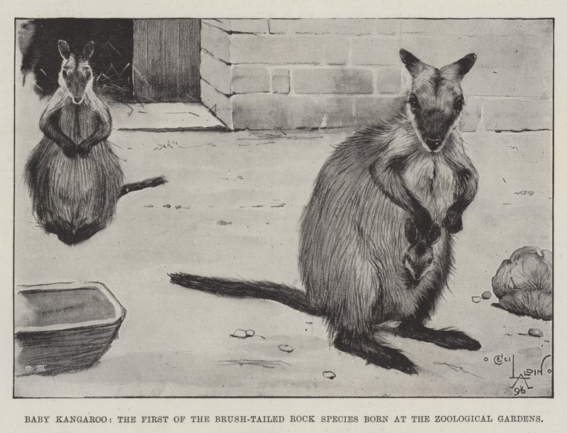 Baby kænguru, den første af de børstehalede klippearter født i Zoologisk Have af Cecil Charles Windsor Aldin