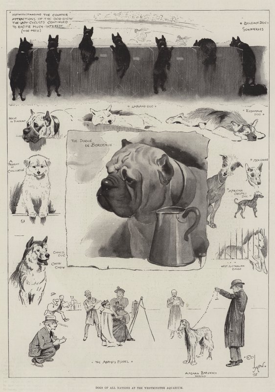 Hunde af alle nationer på Westminster Aquarium af Cecil Charles Windsor Aldin