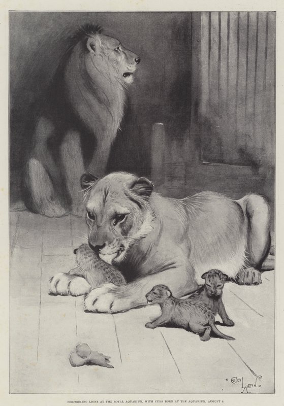 Optrædende Lions på Royal Aquarium, med unger født i akvariet, 6. august af Cecil Charles Windsor Aldin