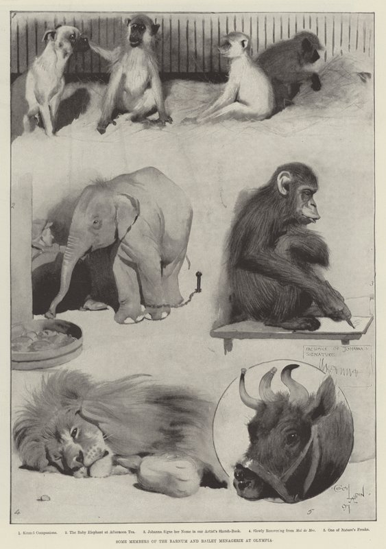Nogle medlemmer af Barnum og Bailey Menagerie på Olympia af Cecil Charles Windsor Aldin