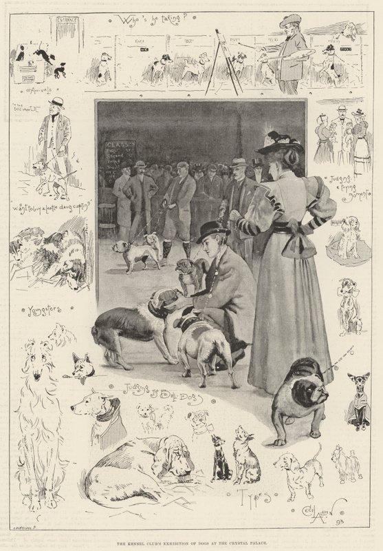 Kennelklubbens udstilling af hunde i Crystal Palace af Cecil Charles Windsor Aldin