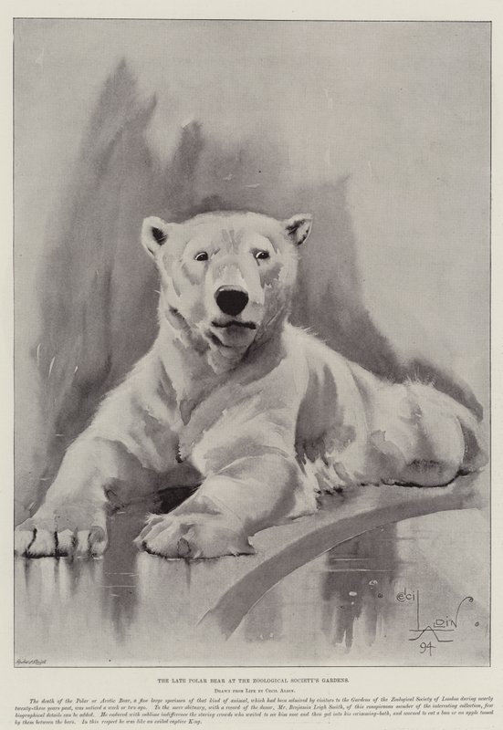 Den sene Isbjørn ved Zoologisk Selskabs Haver af Cecil Charles Windsor Aldin