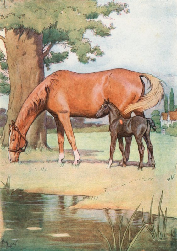 Det første sted, som jeg godt kan huske, var en stor behagelig eng med en dam af klart vand i den af Cecil Charles Windsor Aldin