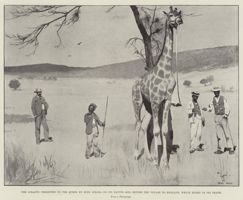 Giraffen præsenteret for dronningen af kong Khama på dens oprindelige jord før rejsen til England, som endte med dens død af Cecil Charles Windsor Aldin
