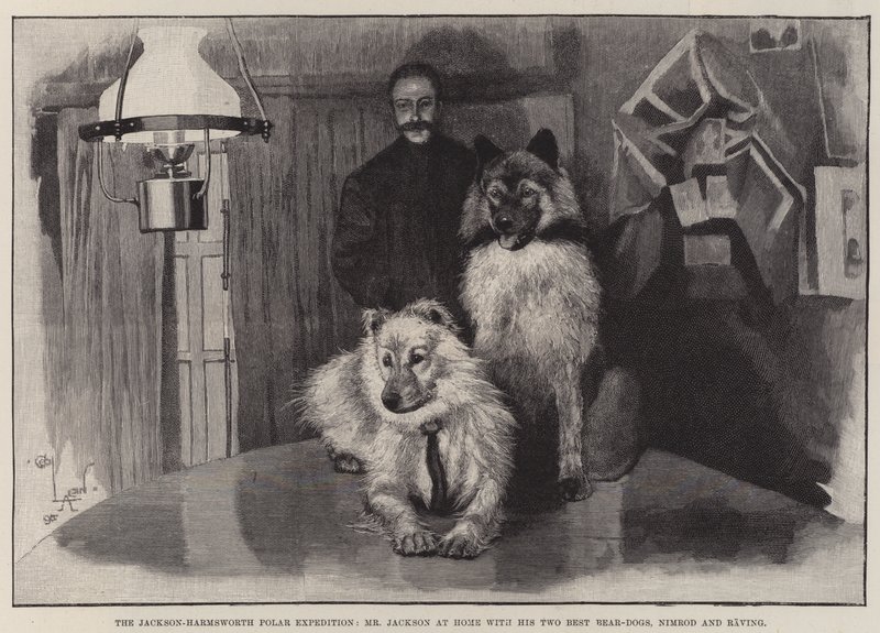 Jackson-Harmsworth polarekspeditionen, hr. Jackson hjemme med sine to bedste bjørnehunde, Nimrod og Raving af Cecil Charles Windsor Aldin