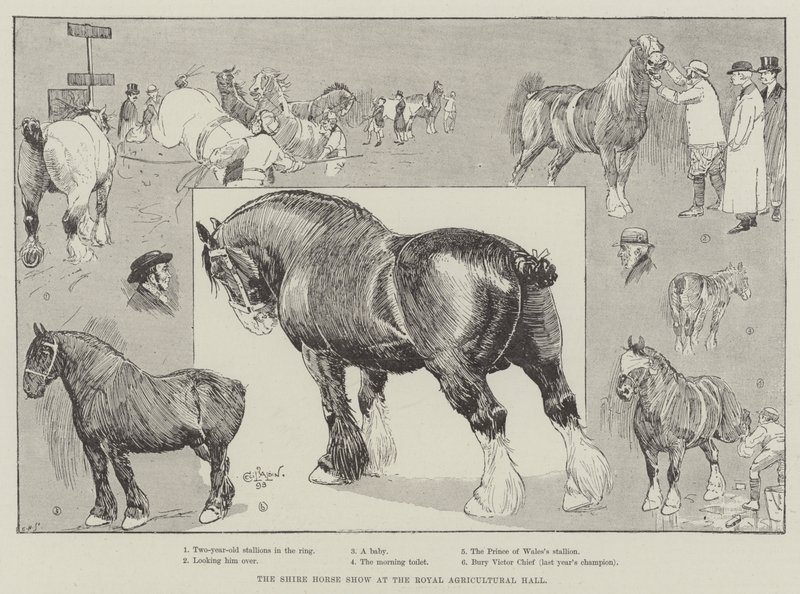 The Shire Horse Show i Royal Agricultural Hall af Cecil Charles Windsor Aldin